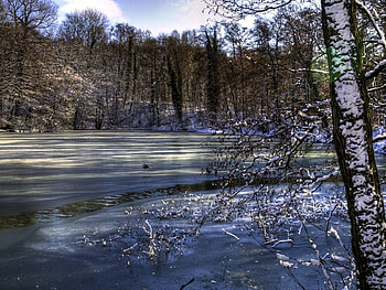 forest in winter, winter, forest HD wallpaper