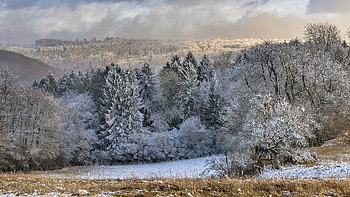 Winter Forest, sky, Winter, Forest, Snow, tree HD wallpaper