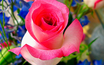 Plants, Flowers, Roses HD wallpaper