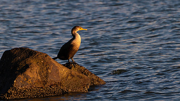 Cormorant perched on a rock, Avian serenity, Nature's peacefulness, Majestic bird HD wallpaper