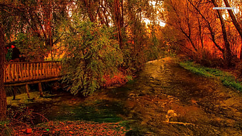 November in the Forest, autumn, forests, nature, november HD wallpaper