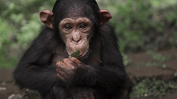 Planet without apes, Portland film festival HD wallpaper