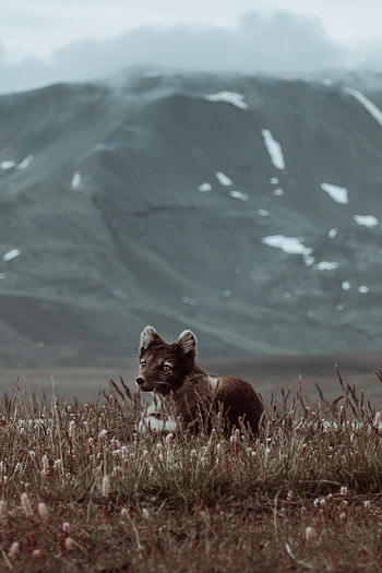 Animals, Grass, Sight, Opinion, Sweetheart, Nice, Beast, Scribe HD phone wallpaper