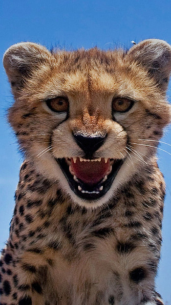 Roar, Cheetah HD phone wallpaper