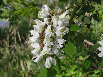 Close-up, Locust Flower HD wallpaper