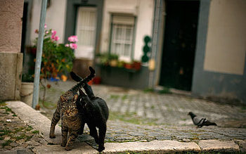 Animals, Cats, Couple, Pair, Stroll, Street, Dove HD wallpaper