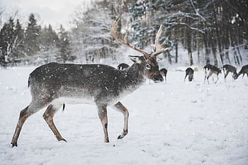 A stunning reindeer walking in a snowy forest in Bonn, Germany, capturing winter wildlife beauty. HD wallpaper