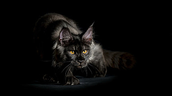 Maine Coon , Stunning backgrounds, Majestic cats, Adorable poses HD wallpaper