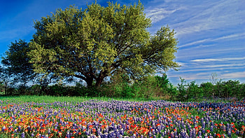 Texas Hill Country, Texas , SF HD wallpaper