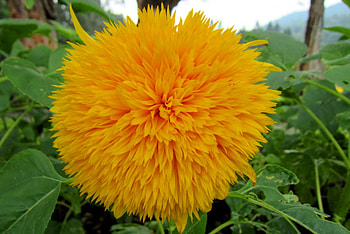 Gorgeous flower, gorgeous, special, flower, bright HD wallpaper