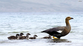 Duck and Ducklings, nature, birds, animals, lake HD wallpaper