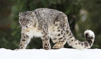 Snow Leopard, Facts and HD wallpaper
