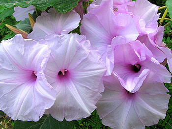Mauves, purple, green, flowers, mauve, blooms HD wallpaper