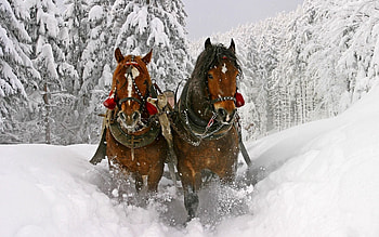 Animals, Snow, Horse, Team, Sleigh, Sledge, Riding, Drive HD wallpaper