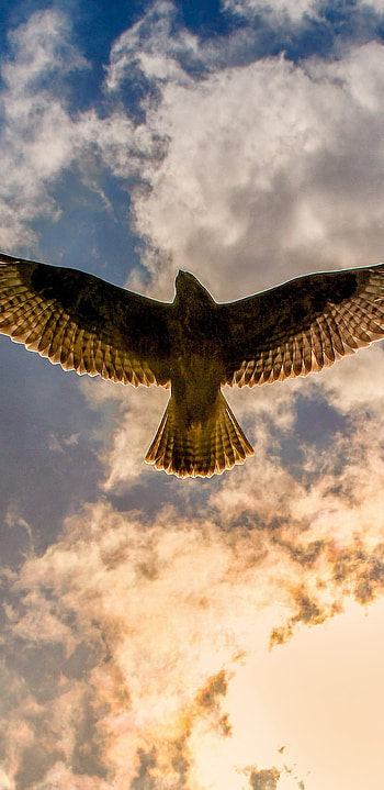 Buzzard (Animal), Q and , Samsung Galaxy backgrounds, High-quality HD phone wallpaper