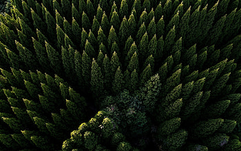 Green trees, nature, spring, aerial shot HD wallpaper