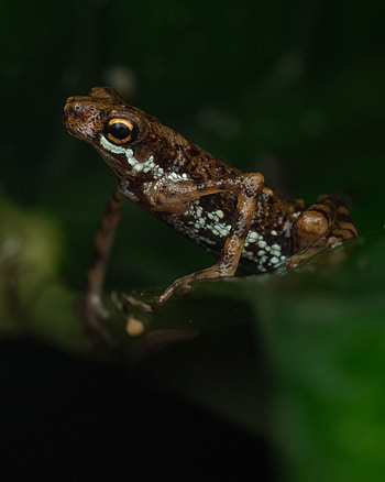 Animals, Animal, Frog, Amphibian HD phone wallpaper