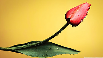 Red Tulips, Yellow Background, yellow, red, nature, flowers, tulips HD wallpaper