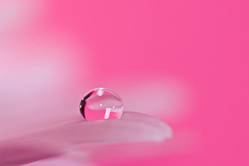 Pink Drop, pink, drop, petals, flower, nature, liquid HD wallpaper