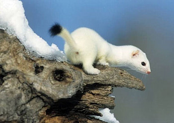 Cue Animal, animal, , snow, cue, cool HD wallpaper