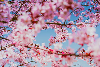 Delicate pink cherry blossoms against a bright blue sky, capturing the essence of springtime beauty. HD wallpaper