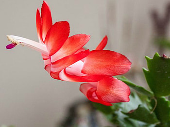 SUCCULENT FLOWER, FLOWER, PRETTY, , SUCCULENT HD wallpaper