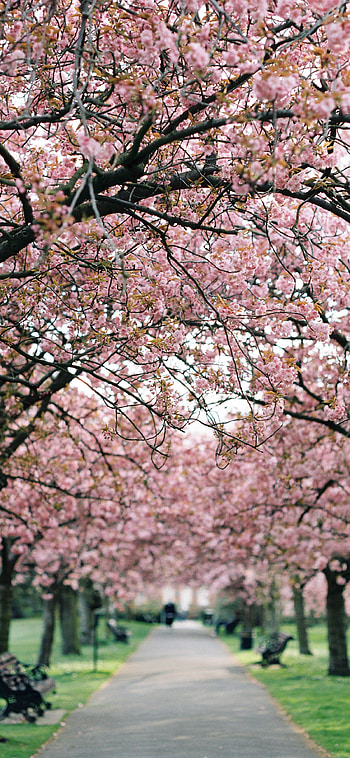 Cherry Blossoms in Spring, graphy, park HD phone wallpaper
