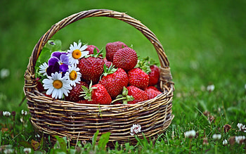 Basket of Love, strawberry, graphy, strawberries, beautiful, fruits, grass, basket, daisy, love, fruit, flowers HD wallpaper