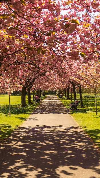 Scenic park, Stunning landscapes, Refreshing nature, Beautiful surroundings HD phone wallpaper