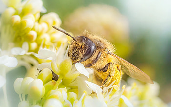 Bee , Spring vibes, Pollen gathering, Nature's glory HD wallpaper