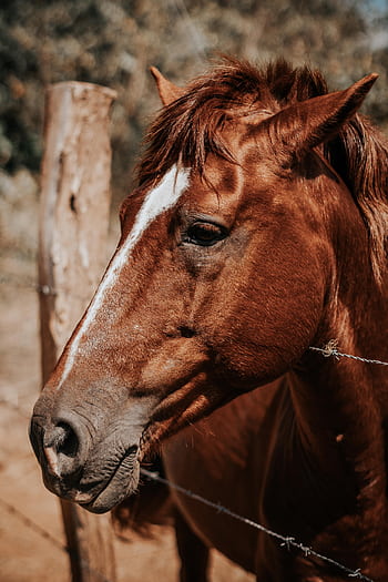 A detailed side view of a brown horse near a wooden fence outdoors. HD phone wallpaper