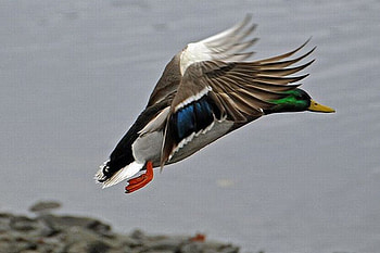 Flying Duck, cool, flying, duck HD wallpaper