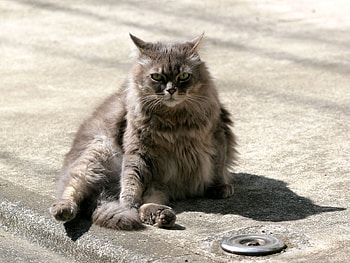 Animals, Cat, Fluffy, Fat, Thick HD wallpaper