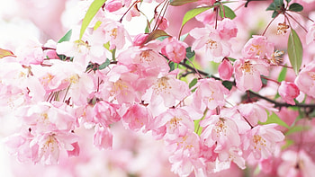 Pink Beauties for my friend Diane (widget1970), branch, pink, sakura, flowers, gift, spring HD wallpaper