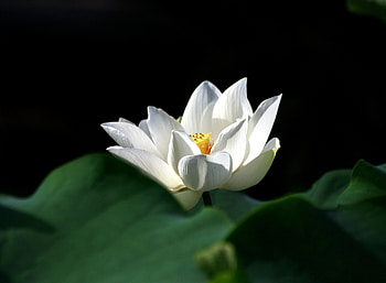White, portrait, flower, lotus HD wallpaper