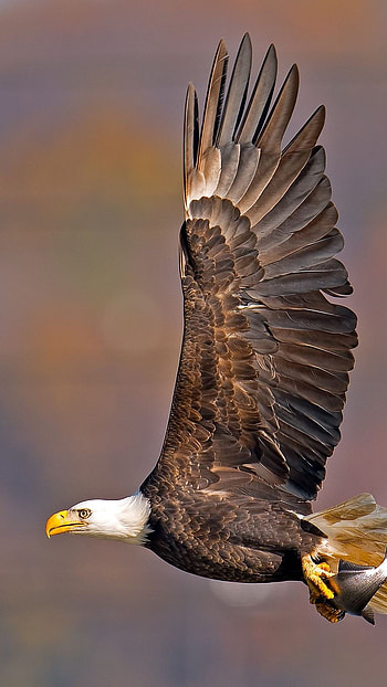Eagle, Royal HD phone wallpaper