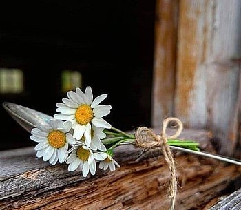 Daisy, Flowers, White, Bouquet HD wallpaper