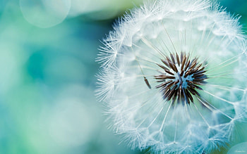 Flowers, Macro, Dandelion HD wallpaper
