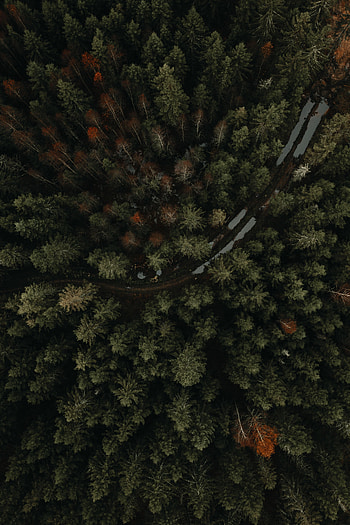 Nature, Trees, View From Above, Road, Forest, Puddles HD phone wallpaper