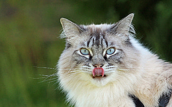 Animals, Cat, Fluffy, Muzzle, Lick Your Lips, Licking HD wallpaper