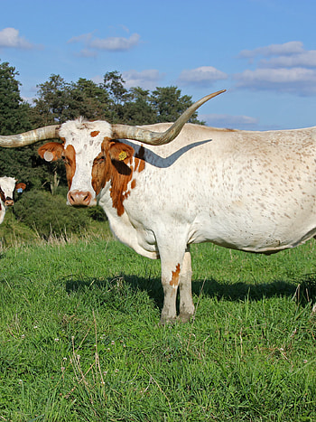 Longhorn cow wizzard struck, Cattle , Longhorn , Background HD phone wallpaper