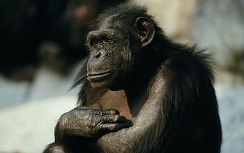 Monkey , Playful monkeys, Primate social behavior, Tree-dwelling creatures HD wallpaper