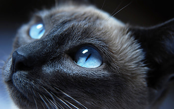 Cat Eyes Closeup, cat, animals HD wallpaper
