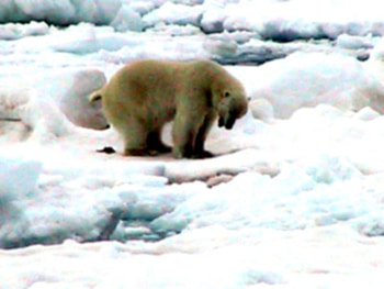 Bear in snow, animal, wildlife, bear, snow, polar, arctic HD wallpaper