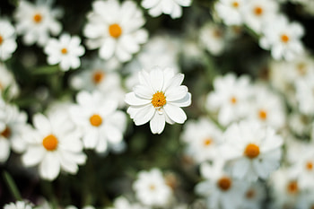 Blur, bloom, white daisy, flowers HD wallpaper