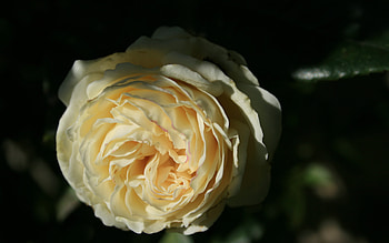 A Yellow Rose, rose, yellow, beautiful, nature, flowers HD wallpaper