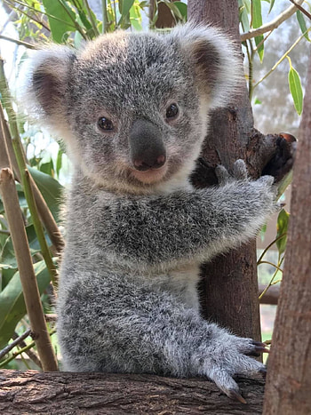 Joyful koala moments, Cute animal , Adorable wildlife, Heartwarming HD phone wallpaper