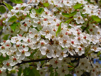 Spring Bloom, white, bloom, spring, blossoms HD wallpaper
