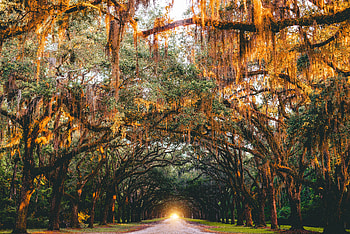 Nature, Trees, Savanna, Usa, Shine, Light, Road, Park, United States, Arch HD wallpaper