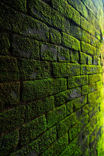 Close-up of a vibrant moss-covered brick wall, showcasing nature's resilience on urban surfaces. HD phone wallpaper